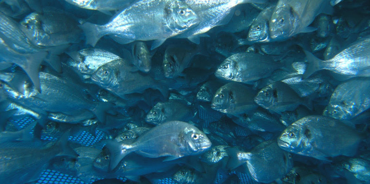 ulcerative-cutaneous-rush-in-gilthead