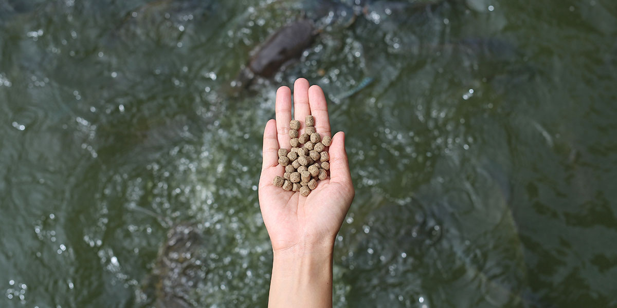 proteinas-vegetales-nutricion-acuicuicola