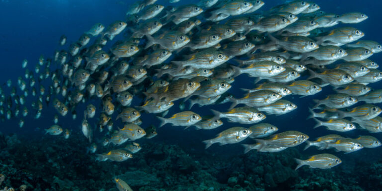 ras-system-aquaculture