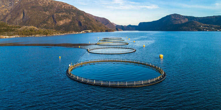 Uso-de-vegetales-fermentados-en-Acuicultura