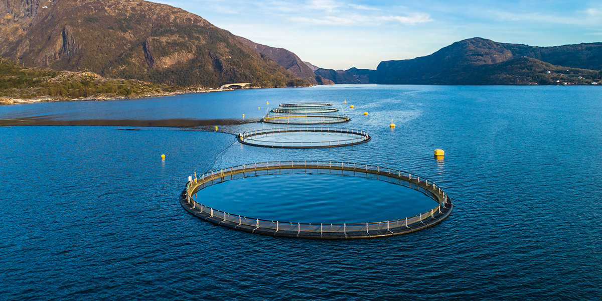 Uso-de-vegetales-fermentados-en-Acuicultura